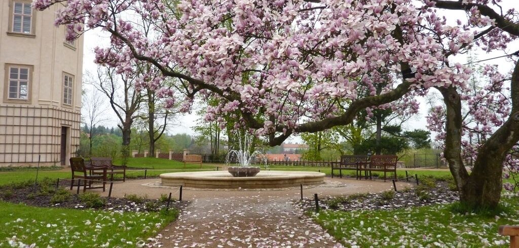 Na jaře si vychutnáte krásu a vůni kvetoucí magnólie. | © Státní zámek v Mníšku pod Brdy Na jaře si vychutnáte krásu a vůni kvetoucí magnólie. | © Státní zámek v Mníšku pod Brdy